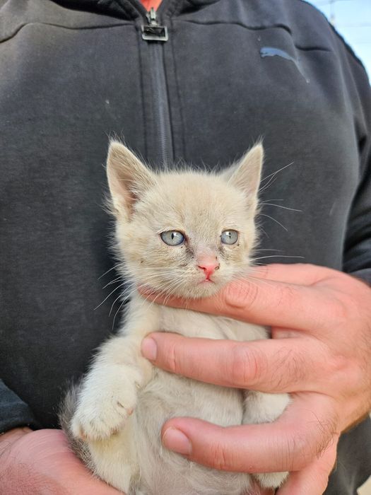 Котята в добрые руки бесплатно