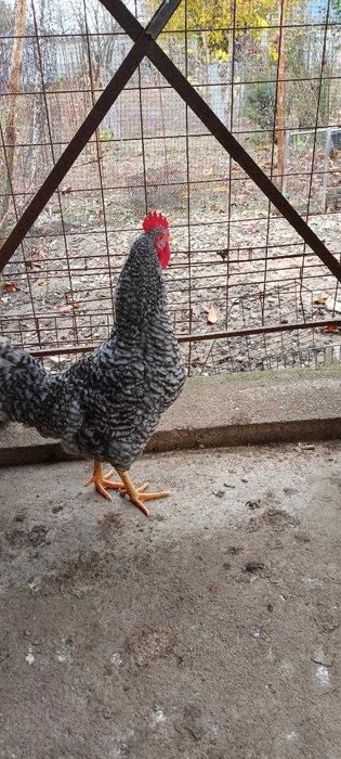 Vând cocoși de rasă