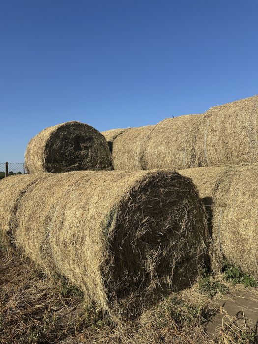 Baloți   lucernă de vânzare