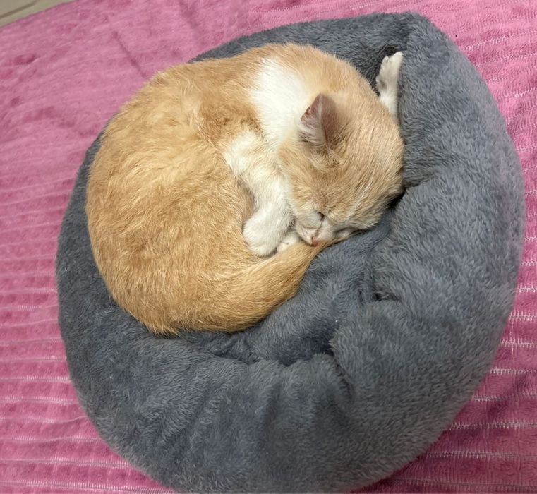 кошка мальчик бесплатно