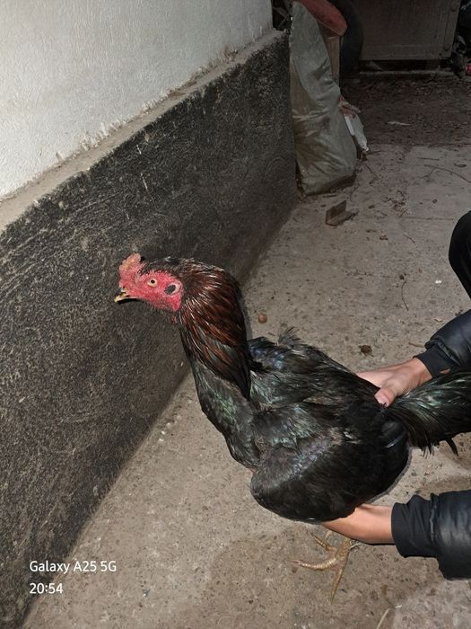 Бір қораз екі тауық