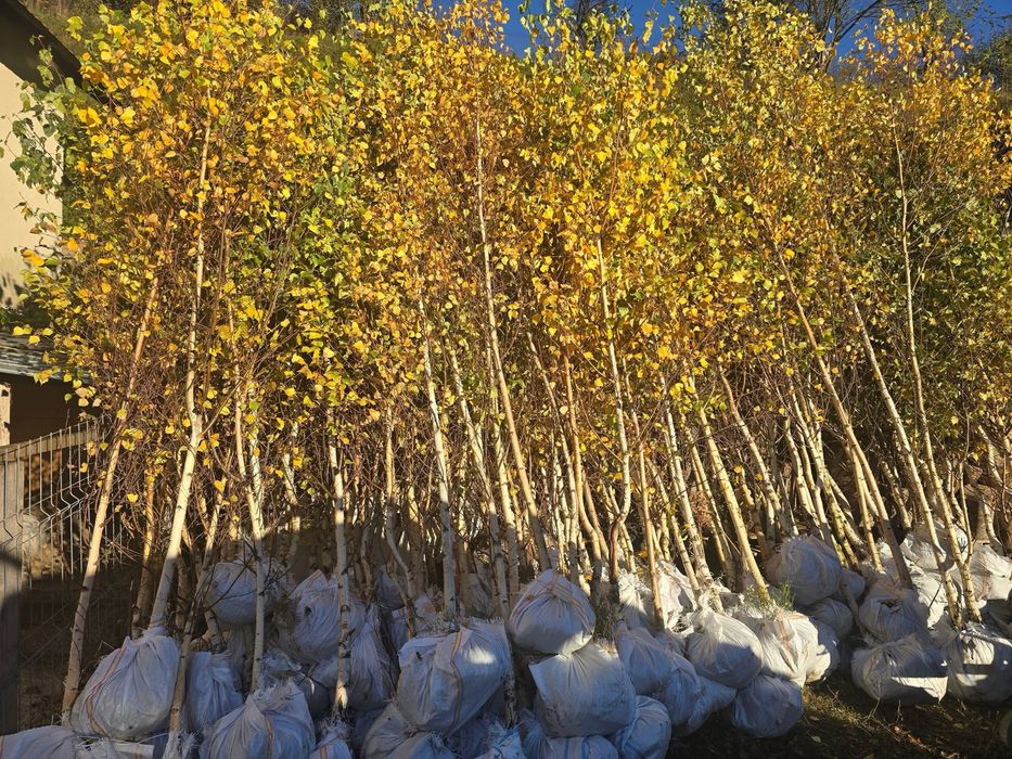 Mestecan diferite inaltimi platna tei la super oferta