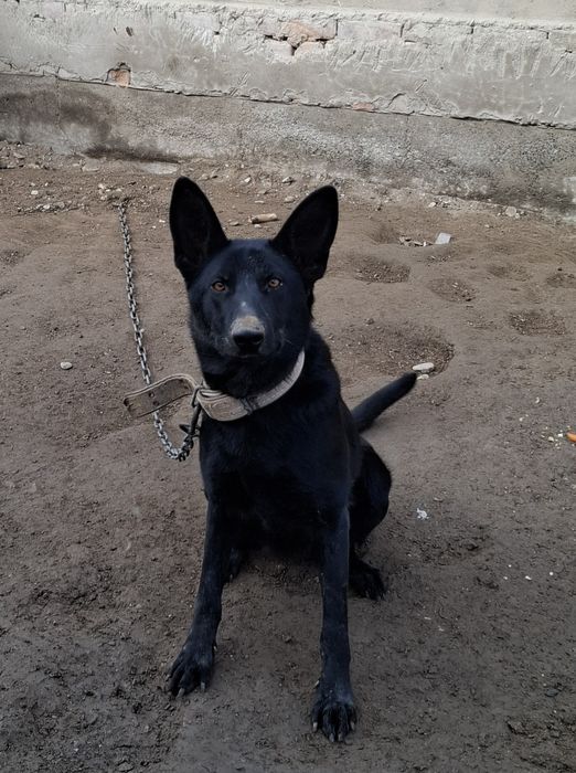 Продам овчарку вео