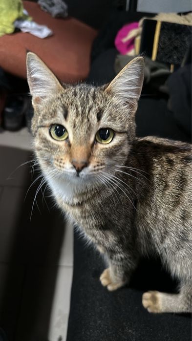 Отдам молодую кошечку