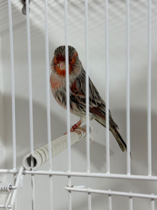 Canari roșii,albi,mozaic pe roșu de vanzare