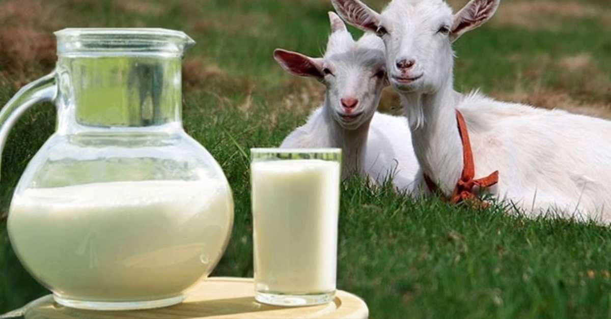 Продается 100% козье молоко без добавления воды.