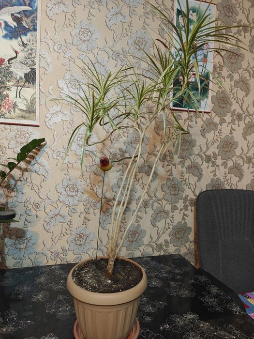 Растение драцена