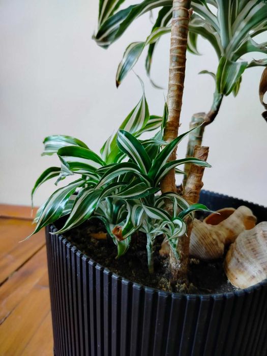 Финикова палма, Драцена, Шефлера, Сансевиера, Амарилис