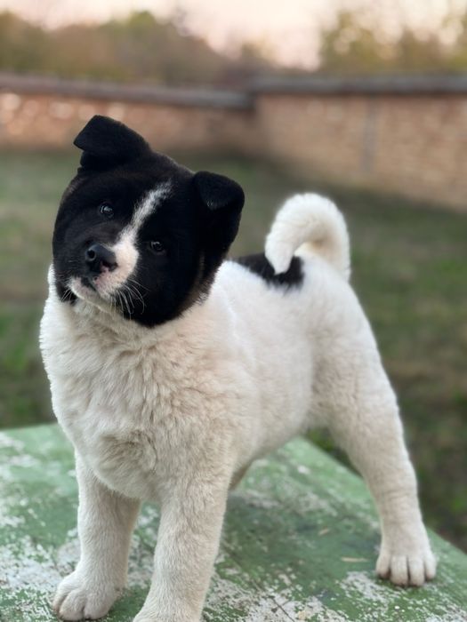 Американска акита