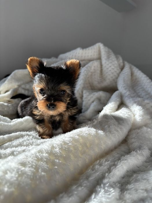 Супер мини Йорки