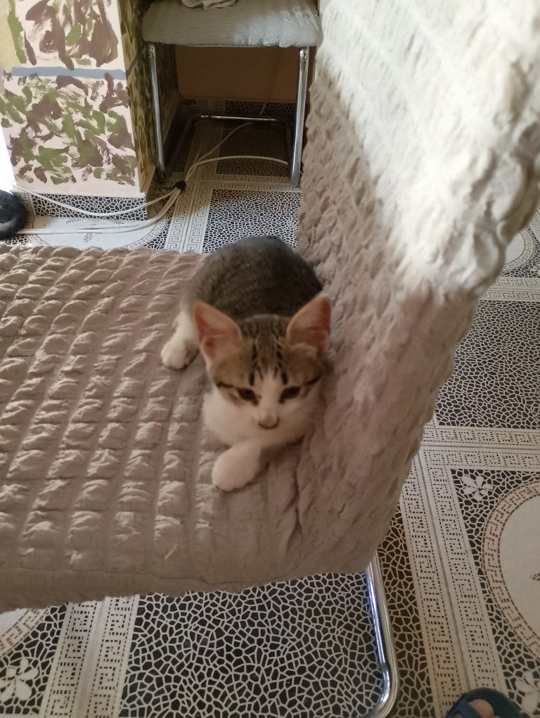 Подарявам малки котенца