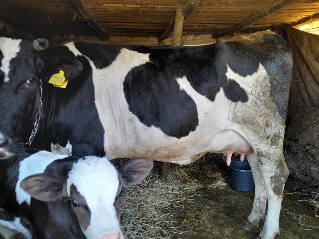 Vând junică la prima fatare