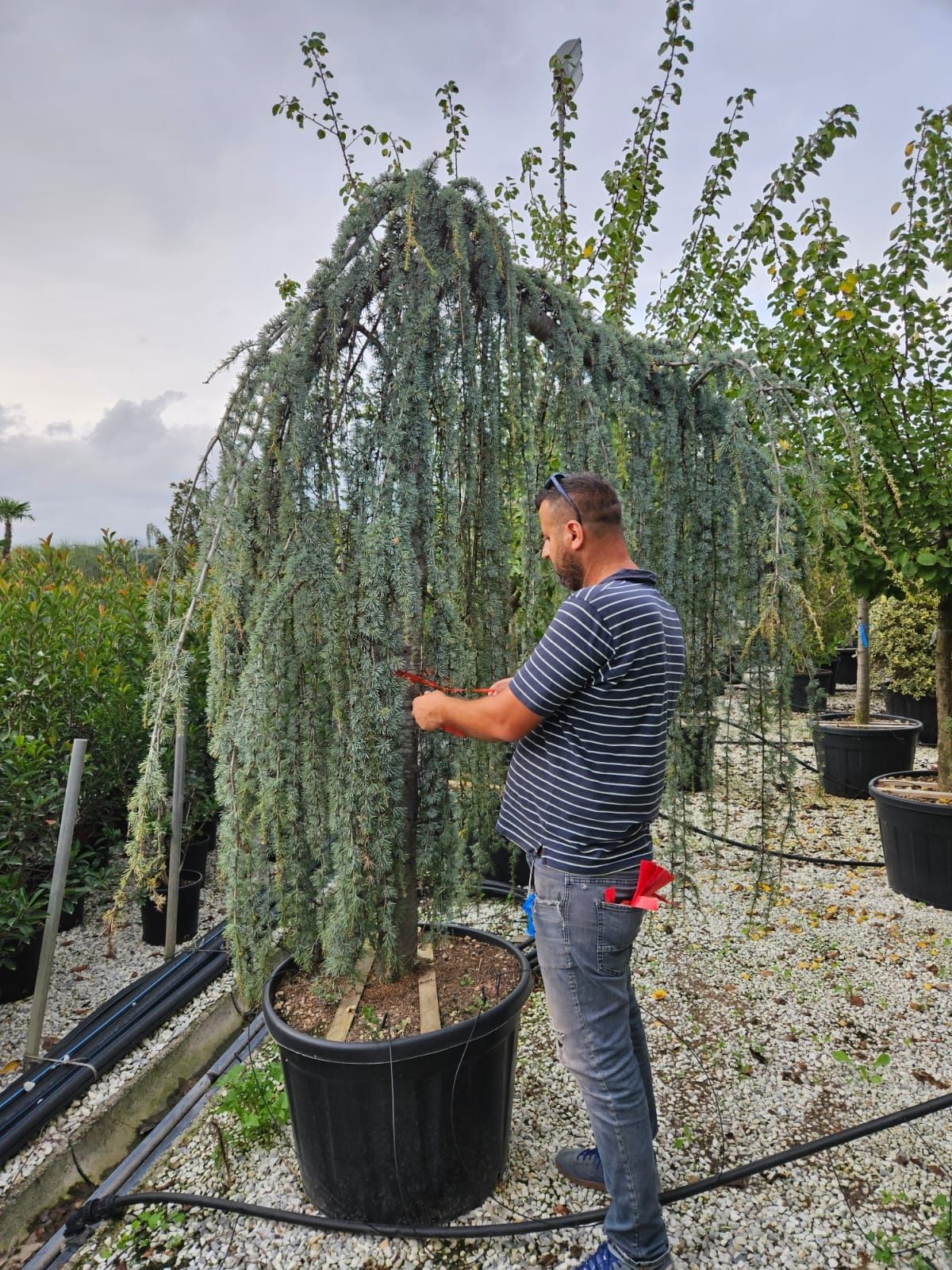 Cedru Atlantic glauca pendula