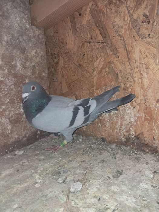 Caută altă casă !