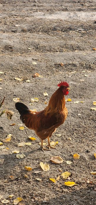 Xoʻroz 2 xil sotiladi