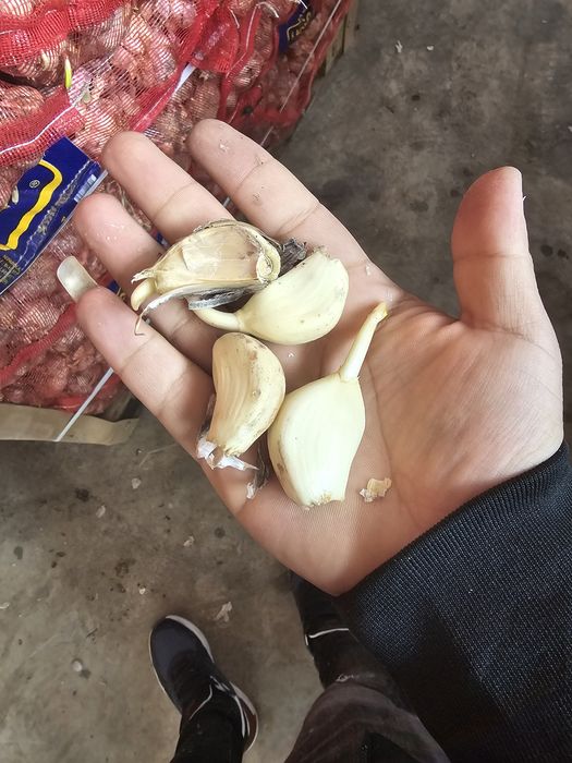 Vând usturoi urgent cu germinatie !!!