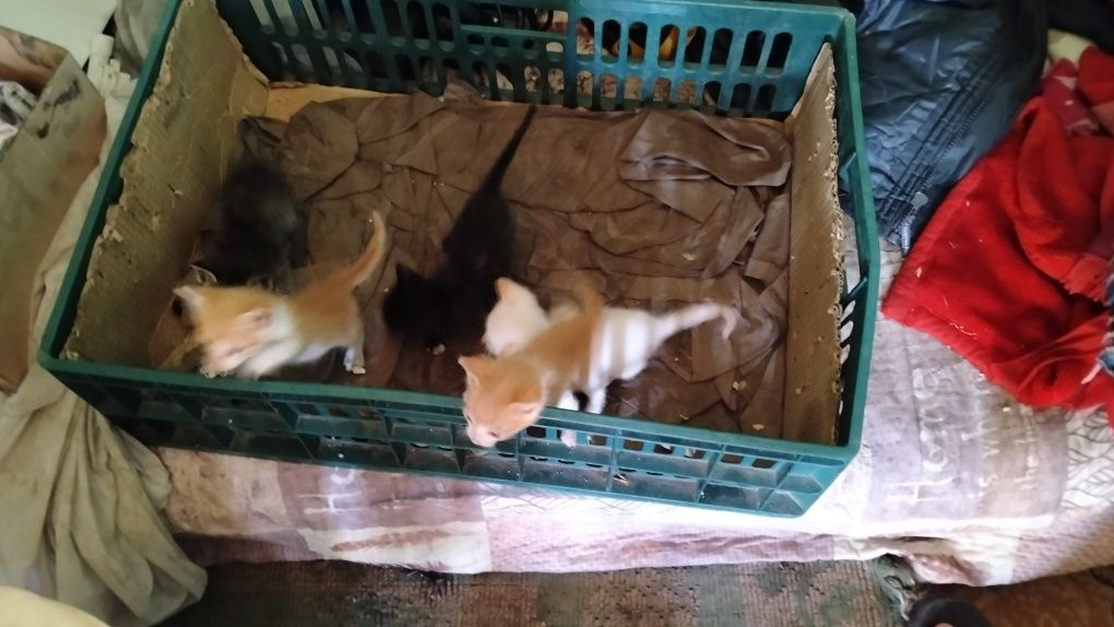 Donez pui pisica 1 luna jumatatate