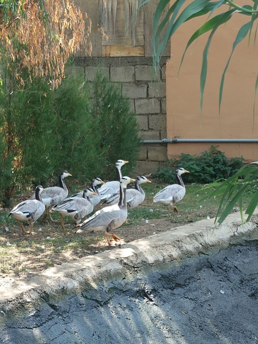 gâște indiene tinere