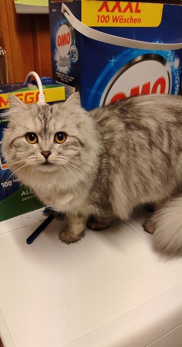 Сибирски  котета (сребърно