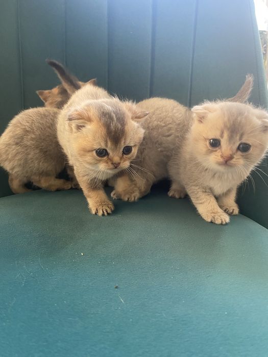 Котята шиншиллы …