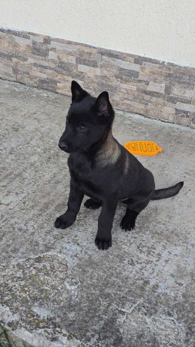 Ciobănesc Belgian Malinois
