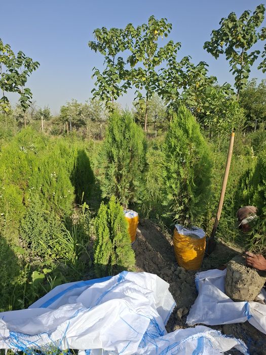 Xarxil turdagi manzarali ko‘chatlar