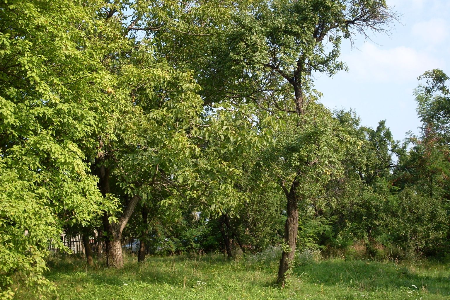 SE VINDE URGENT !!! Casă cu teren în apropiere de Campulung -Muscel !!