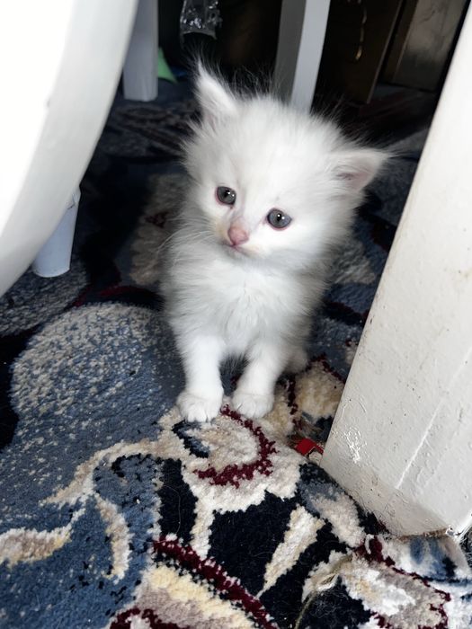 oppod angora tipidagi mushukcha 2 oylik bundan 4 ta bor