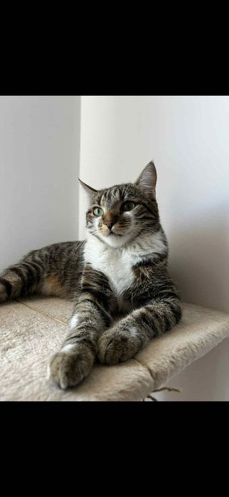 Nala, o pisică adorabila