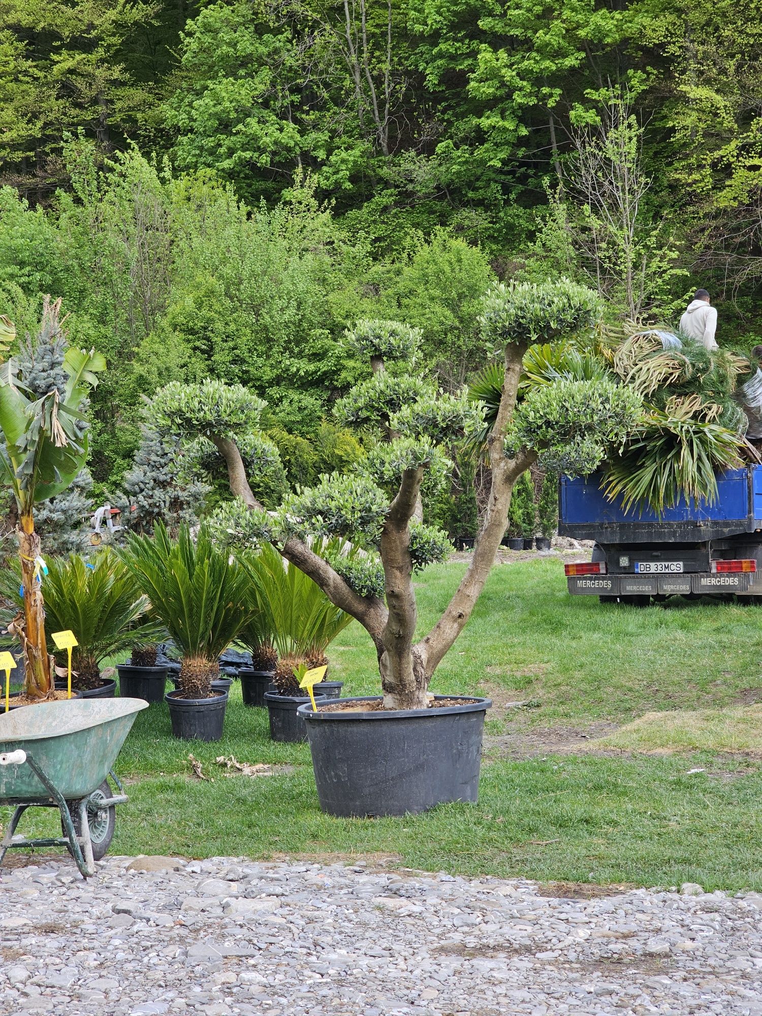 Bonsai din maslin ( olea europaea )  pin etc