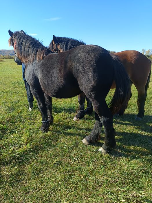Vând iapa și mânji