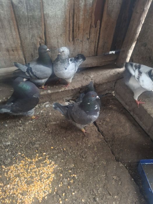 Vând porimbei rasa king