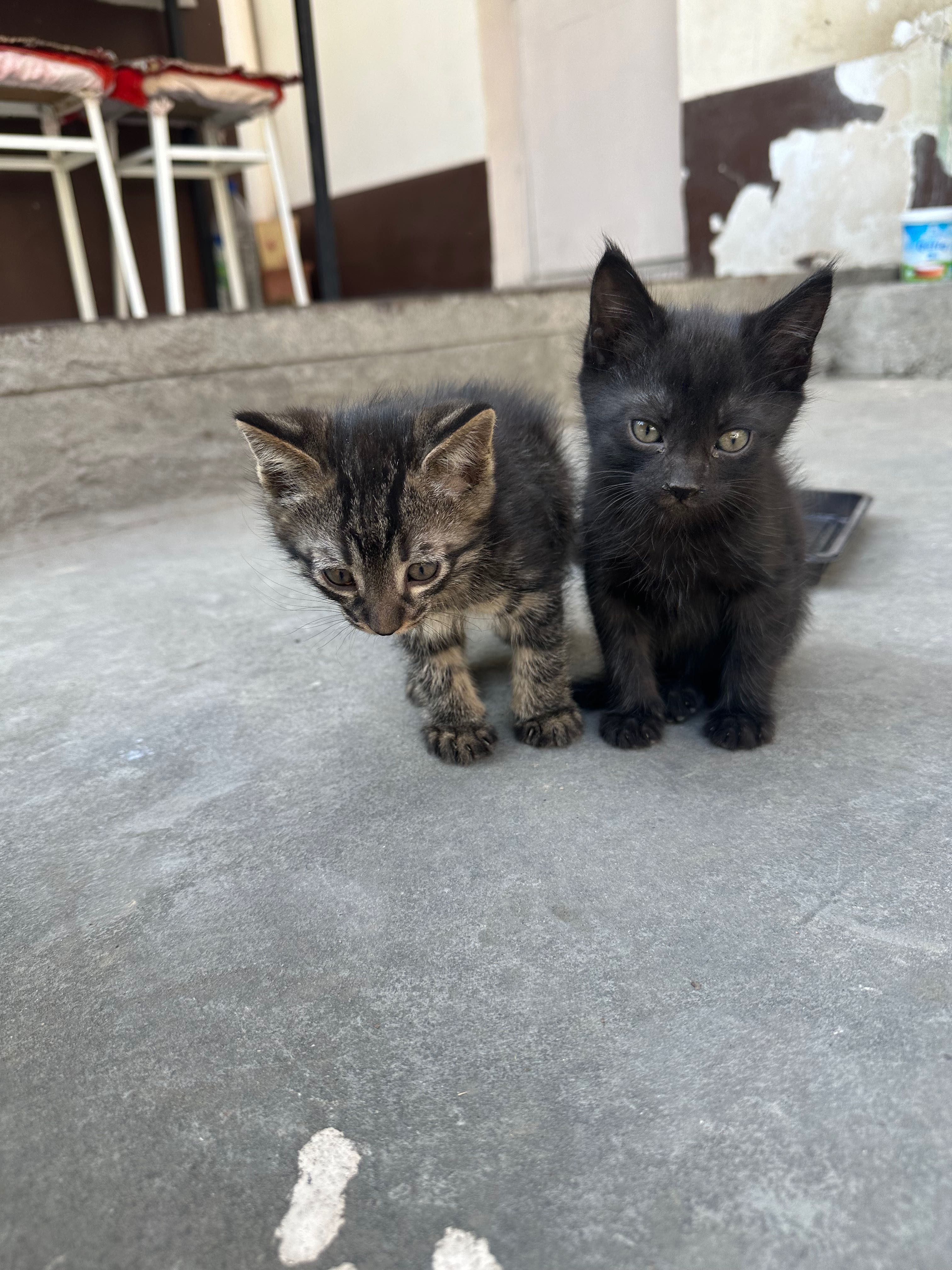 Котята отдам даром