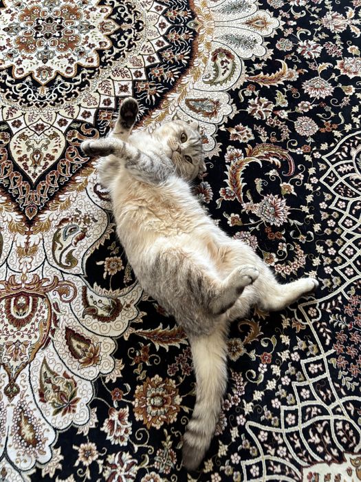 Кот вислоухий британский