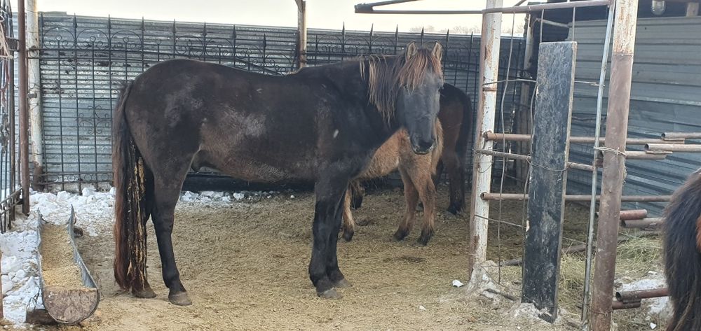 Продам крупную ездовую лошадь !