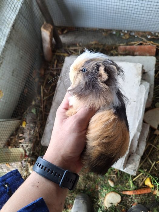 Porcușori de guineea