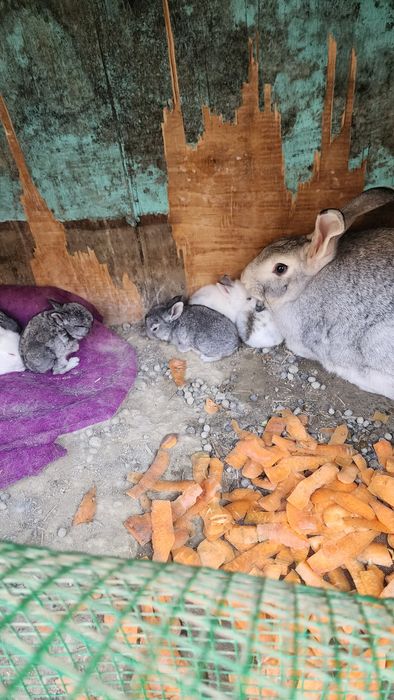 Куёнчалар сотувда