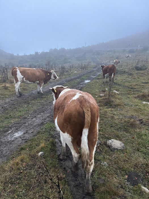 Vând tauraș ……..