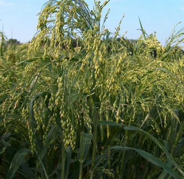 Sămânța Sudan / Sorg, Mei, Măzăriche, Trifoi, Ghizdei, Bromus