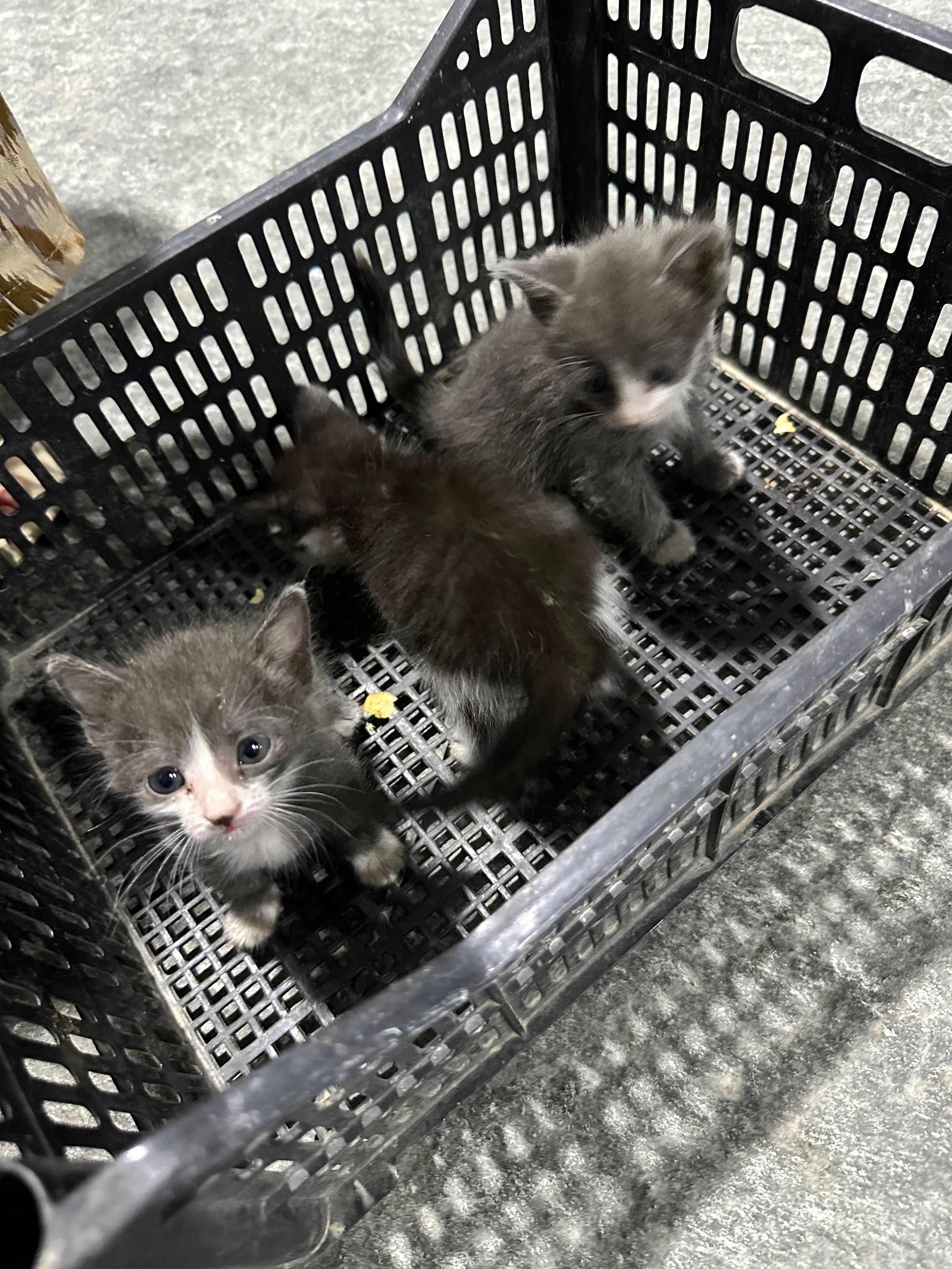 Отдам в хорошие руки котят