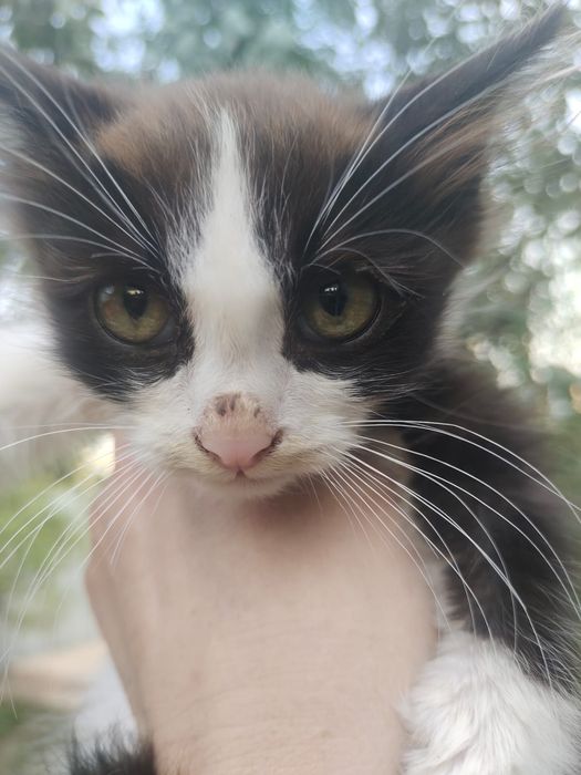 Котенок мальчик в поиске любящей семьи.