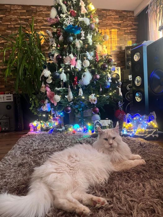 Baietel Maine Coon PEDIGREE Felisa