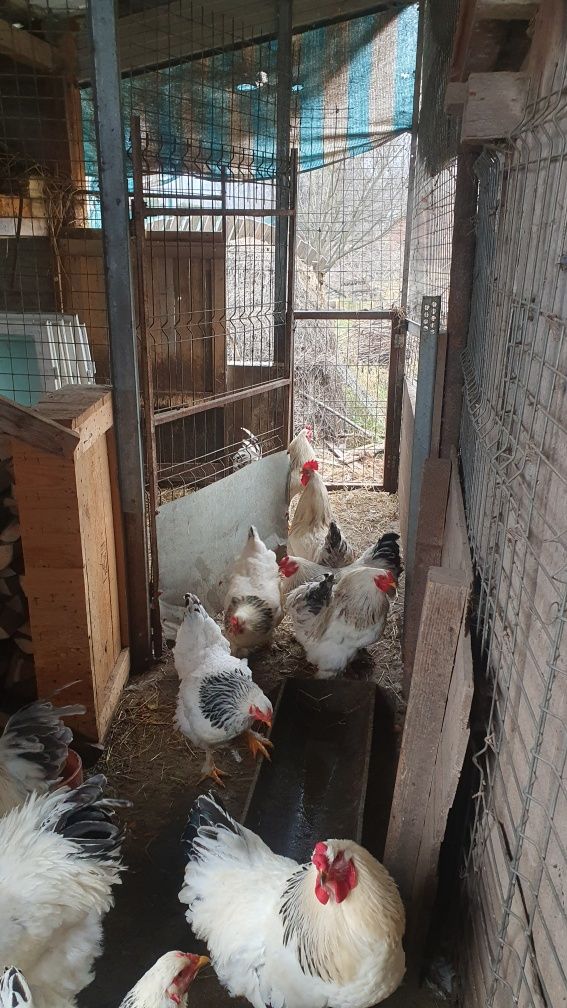 Vand cocoși brahma hd