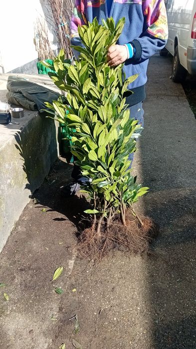 Vănd laur englezesc