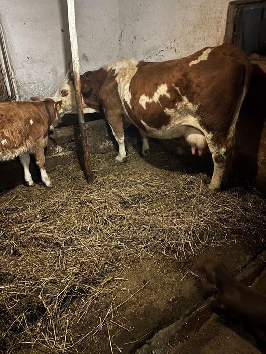 Vaca baltata cu vitea