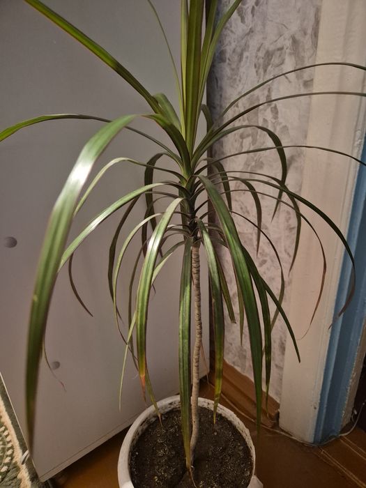 Дракона цветок высотой 60 см