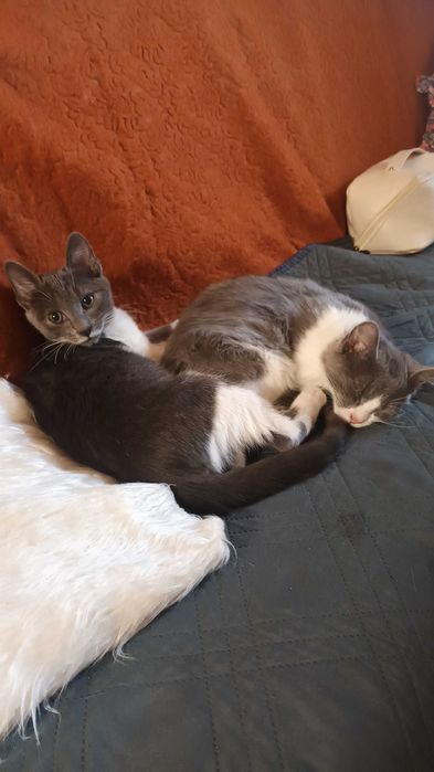 Продавам котенца