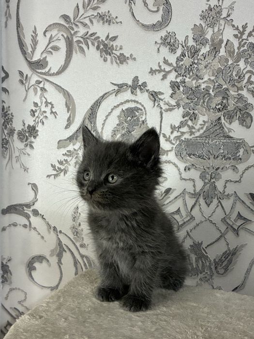 Котенок британский 1 месяц