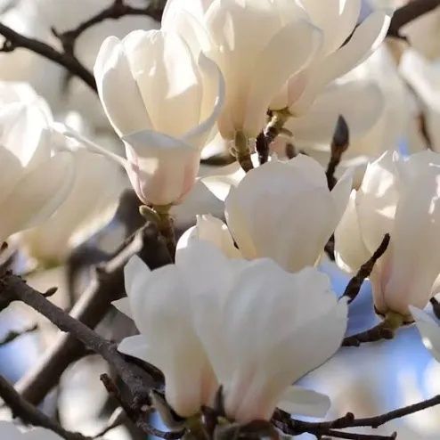 Magnolia Soulangena Alba Superba