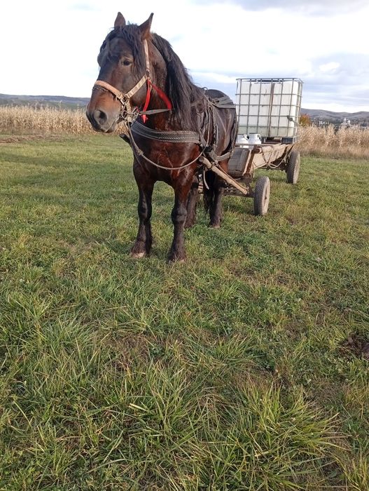 De vânzare armăsar semigreu